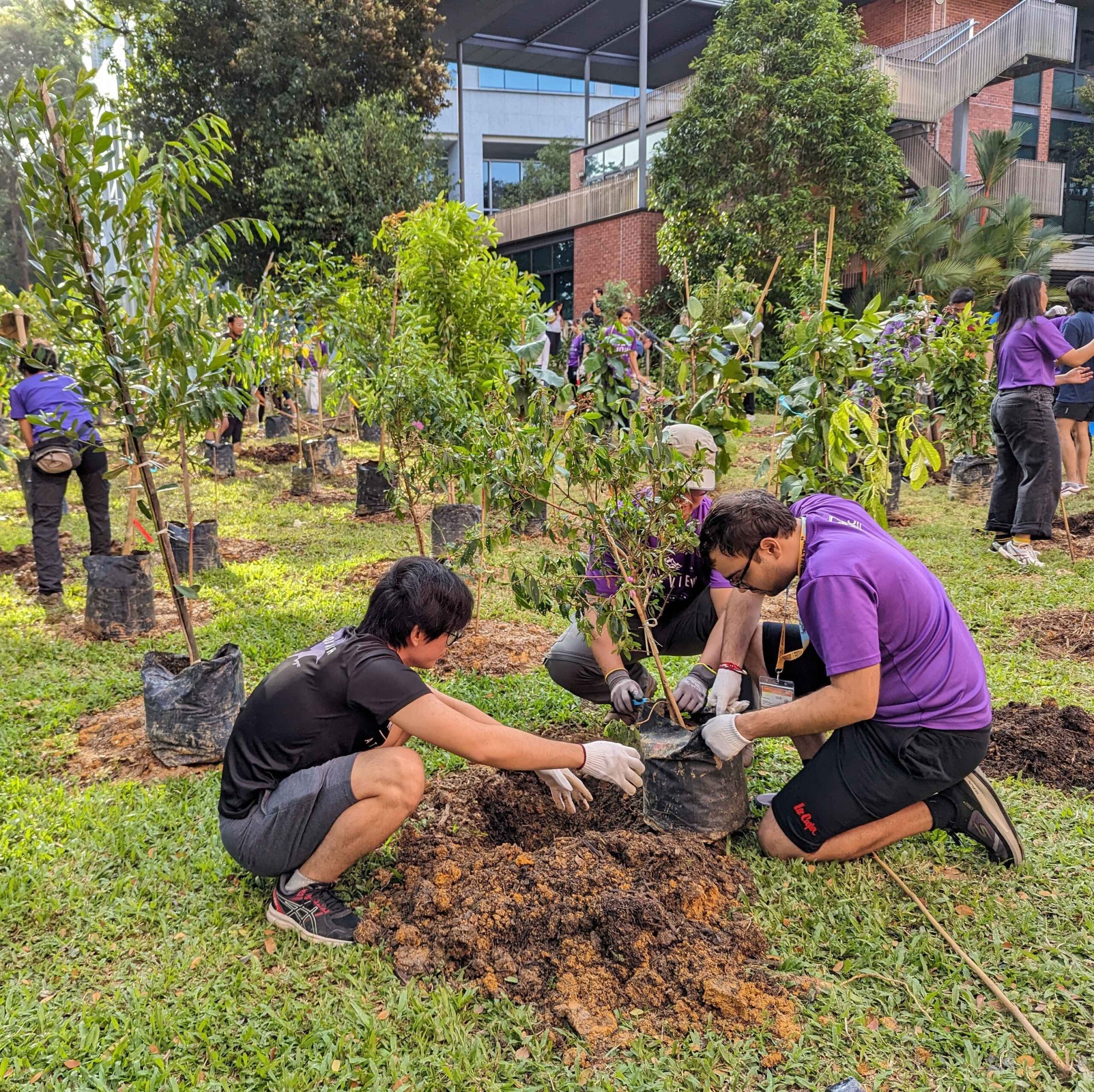 RVRC Students remove the plastic around the root ball before lowering the tree into teh ground