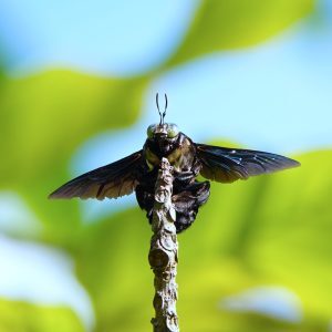 carpenter-bee-300x300