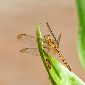 common-parasol-300x300