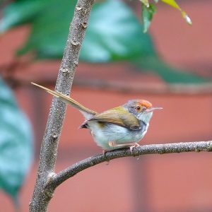 common-tailorbird-300x300