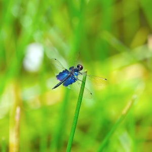 saphire-flutterer-300x300