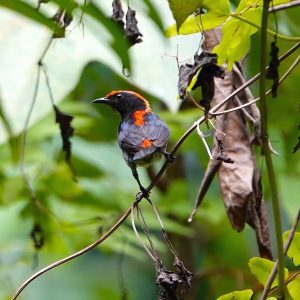 scarletbacked-flowerpecker-300x300