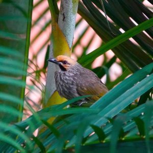 strawheaded-bulbul-300x300