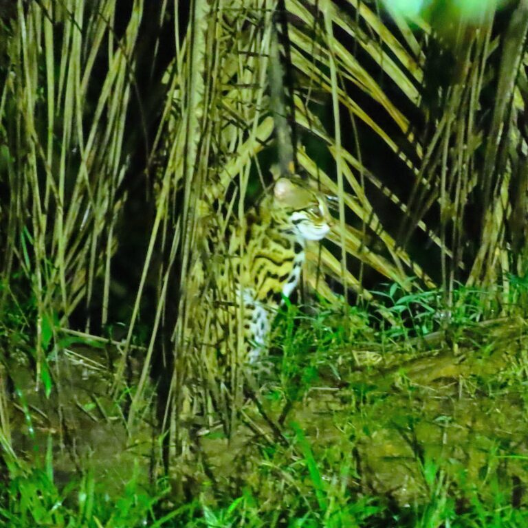 website-cat-quest-768x768